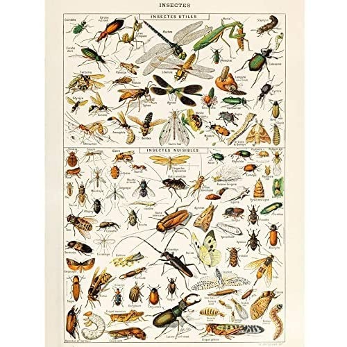 Millot Encyclopedia Page Insects Dragonfly Unframed Wall Art Print Poster Home Decor Premium
