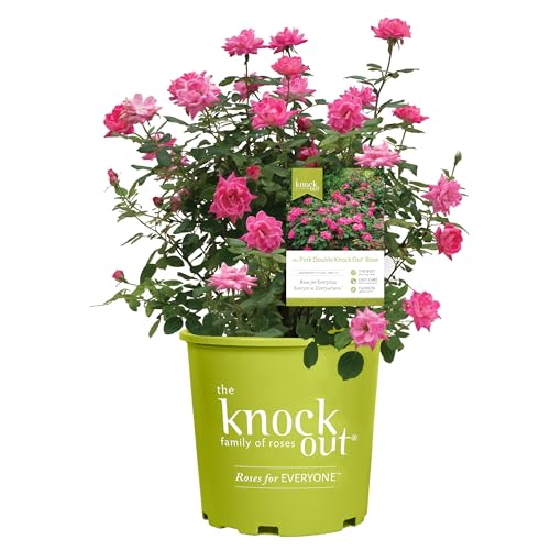 Knockout Double Pink Rose, 1 Gal - Pink Rose