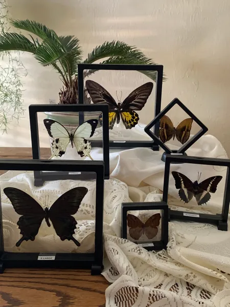 RANDOM Butterfly in a 3D Floating Frame - many sizes available