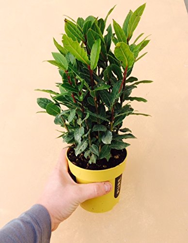 Laurus nobilis, Large plant in a 13cm pot (Cooking bay Leaf Tree)