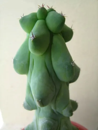 Boobie cactus