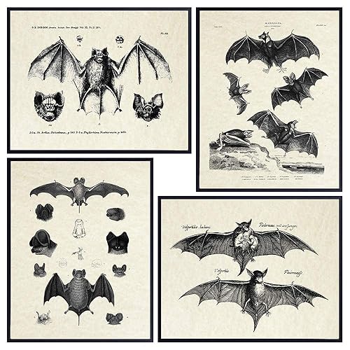 Bats Wall Decor - Vintage Retro Hipster Goth Art, Home or Room Decoration - Gift for Gothic, Horror, Vampire Fans - 8x10 UNFRAMED Creepy Scary Anatomical Picture Poster Print Set - 8x10
