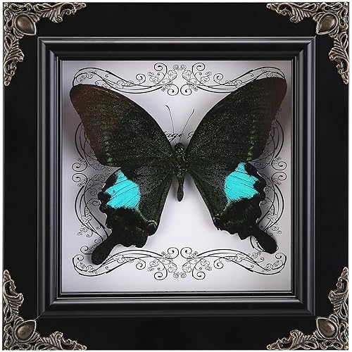 Real Butterfly Framed Handmade, Taxidermy Butterfly Shadow Box Collection, Framed Butterfly Taxidermy for Gothic Home Decor (B_Parisian Swallowtail Butterfly) - B_parisian Swallowtail Butterfly