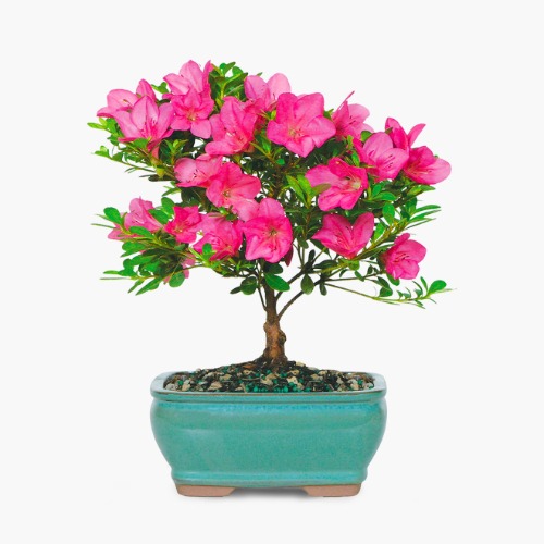 Satsuki Azalea - Regular Shipping