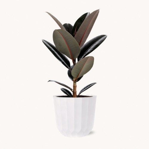 Large Ficus Burgundy
