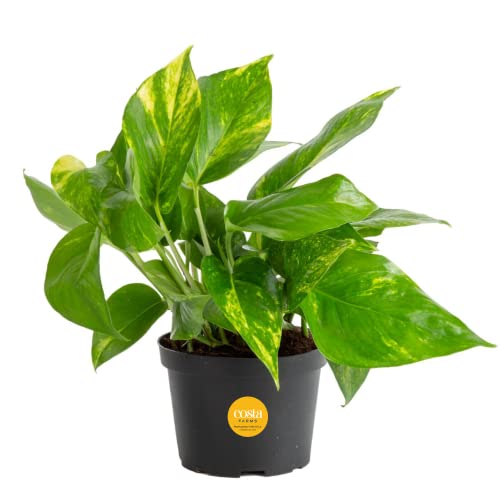 Costa Farms Golden Pothos Live Plant, Easy Care Indoor House Plant in Grower's Pot, Potting Soil, Great for Outdoor Hanging Planter or Basket, Housewarming Gift, Desk Decor, Room Decor, 10-Inches Tall - Golden Pothos - 10-12 Inches Tall - Nursery Plant Pot