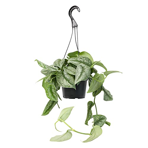Silver Satin Pothos Plant Live Plant Hanging Basket, Silver Pothos Hanging Plant Live House Plants Indoors, Real Plants Indoor Live Plants Indoor Plants Live Houseplants Live Indoor by Plants for Pets - Silver Satin Pothos