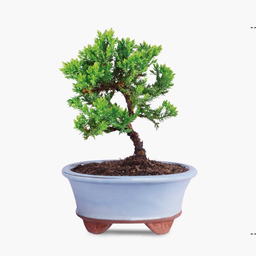 Green Mound Juniper - Regular Shipping
