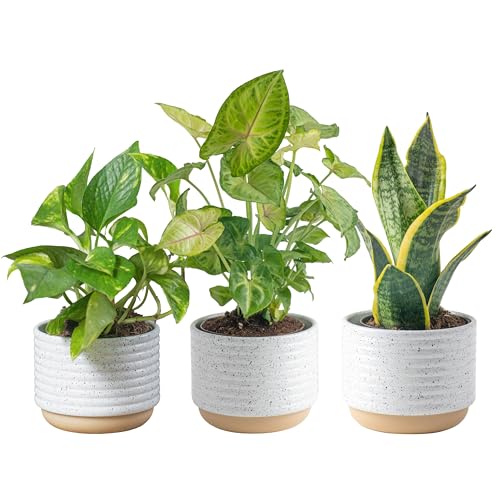 Costa Farms Easy to Grow Live Houseplants (3-Pack), Air Purifying Live Plants in Indoor Garden Plant Pots, Potting Soil, Housewarming, Valentine's Day Gift, Office, Home, or Living Room Decor (3-Pack) - Indoor Garden Plant Pot (3-Pack) - 8-10 Inches Tall - Clean Air Plant Collection - Plant Collection