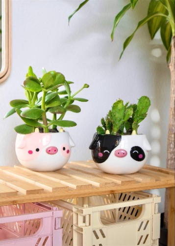 Cow Planter | Both for 10% off