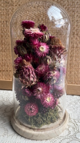 Dried Flower Cloche - Strawflowers & Sunshine