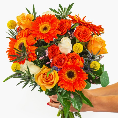 Celebration - Regular Shipping