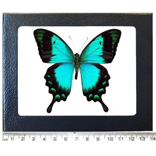 BicBugs P. lorquinianus blue green butterfly Indonesia