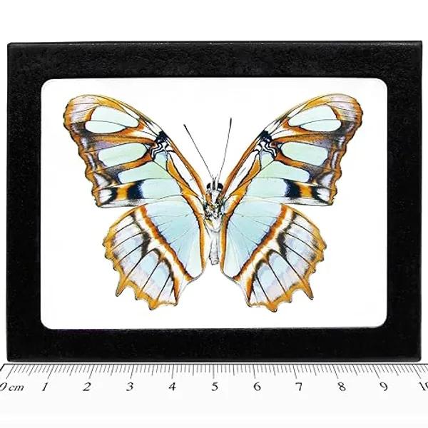 BicBugs Siproeta stelenes Verso Real Framed Butterfly Green Malachite Peru