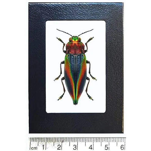 BicBugs Cyphogastra javanica Blue red Rainbow buprestid Beetle Java Indonesia Framed