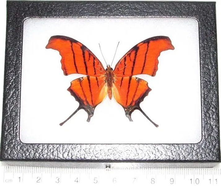 BicBugs Marpesia petreus Real Framed Butterfly RED Orange DAGGERWING Peru