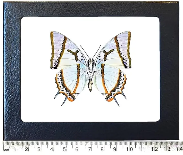 BicBugs Polyura eudamippus White Gold Butterfly Verso Indonesia Framed