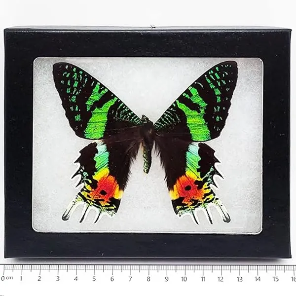BicBugs Urania ripheus Recto Real Framed Butterfly Pink Orange Green Sunset Moth Madagascar