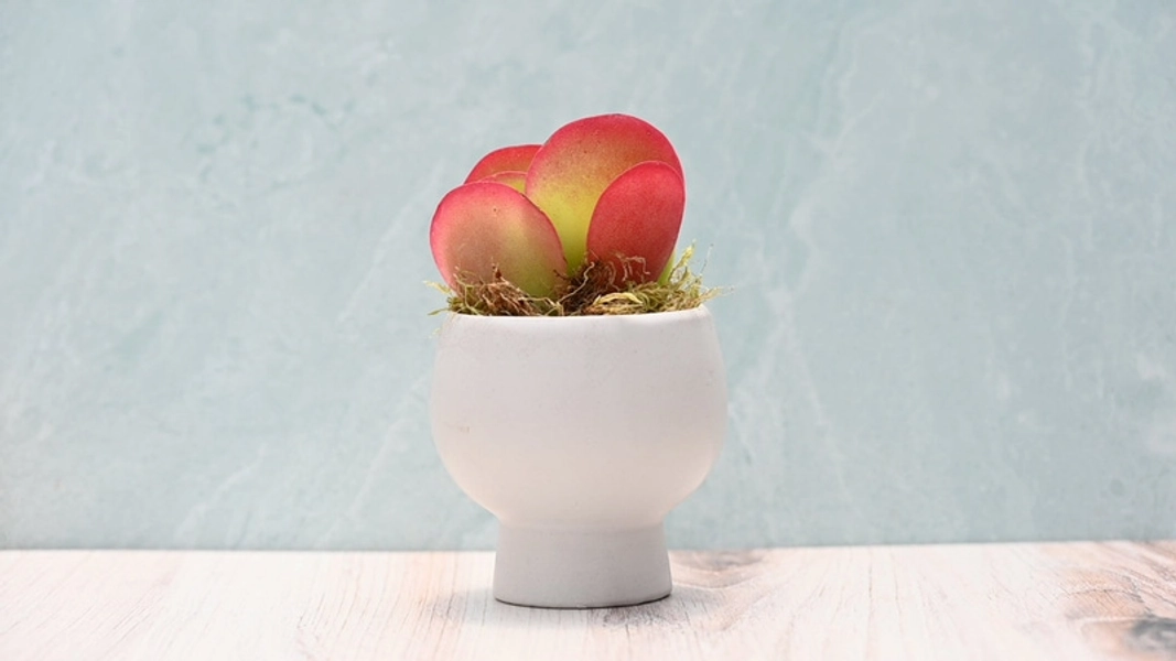 Grow By Gifting Assorted Small Succulent Gift
