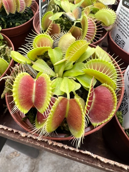 Venus Flytrap Plant, Carnivorous Flytrap Plant | Dionaea muscipula | Rooted Plant | Succulent | Houseplant | 3" Pot
