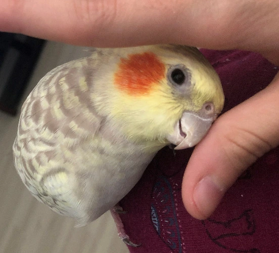 Help Housing for Michael!