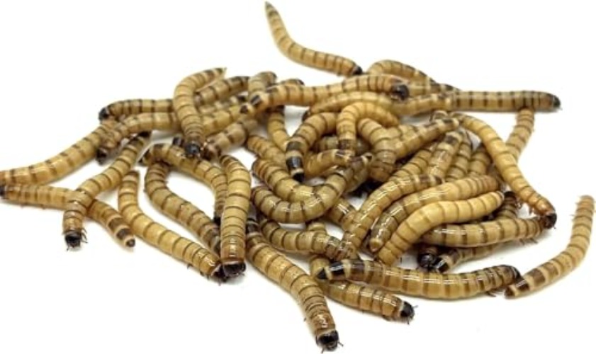 100ct Live Superworms - Large 1.75"-2"+ - Live Arrival Guaranteed