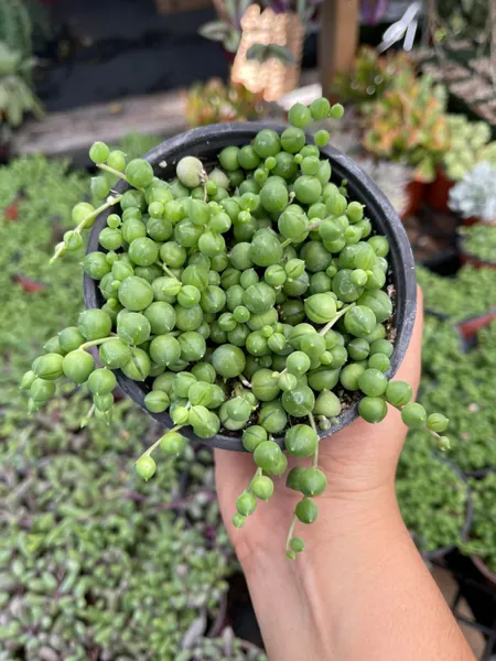 Senecio String of Pearls - 4&#39;&#39; pot