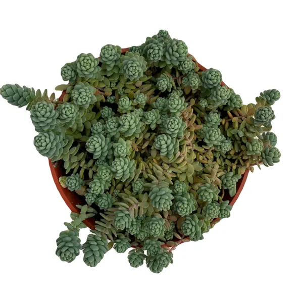 Sedum Dasyphyllum Major Sedum Blue Tears - 4&#39;&#39; pot