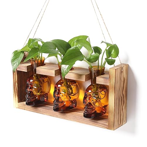 YYHglass Plant Terrarium Propagation Stations Hydroponics Halloween Skull Planter Vase Skulls Decor with Wooden Stand Gift for Father - Amber