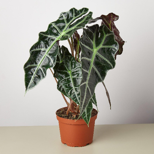 Alocasia Polly 'African Mask' by House Plant Shop - 6" Pot