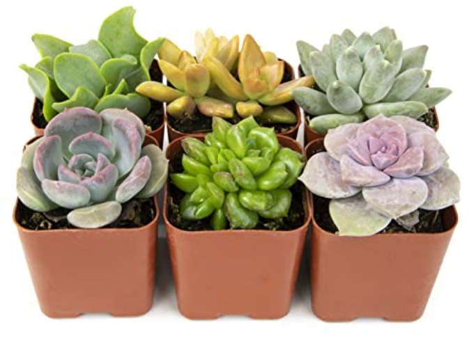Succulents Plants Live (6PK) Potted Succulent Plants Live House Plants, Cactus Plants Live Plants Indoor Plants Live Houseplants, Indoor Plant Succulents Live Plant House Plant by Plants for Pets - Plants - 6-PACK