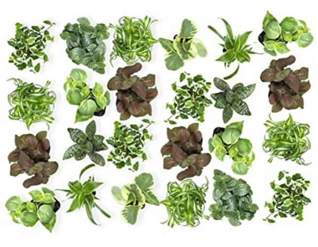 Easy to Grow Houseplants (24 Pack) Live House Plants in Plant Containers, Growers Choice Plant Set in Planters with Potting Soil Mix, Home Décor Planting Kit or Outdoor Garden Gifts by Plants for Pets - 24 Houseplants (2-inch Nursery Pots)