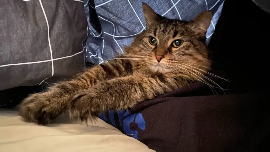 extra funds - Xena Vet Appointment (asthma)