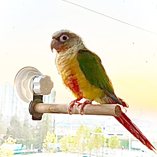 Window Perch for Zoro