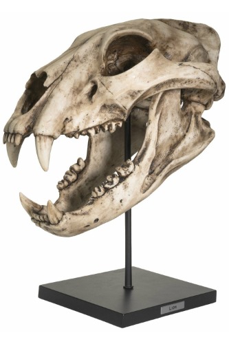 Extinct Pantherine Lion Skull Replica | Default Title