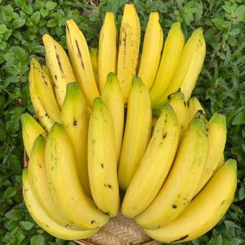 Big Mike Bananas (Original Banana Flavour)