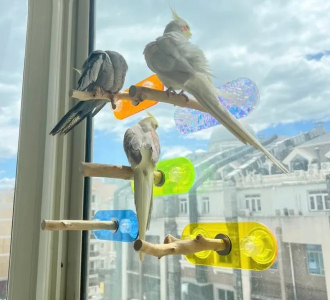 17x6cm Colorful Acrylic Parrot Window Bird Wooden Perch Stickers Stand for Small Medium Bird Parrot Lovebird Budgie