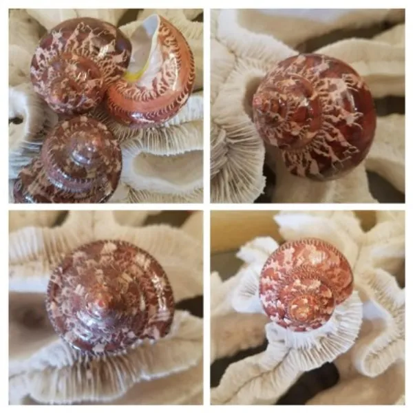 Tapestry Snakeskin Turbo Shells Coastal Decor Petholatis | Etsy