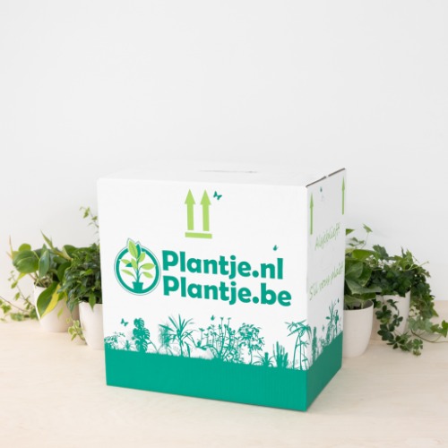 Plant box 6 pieces