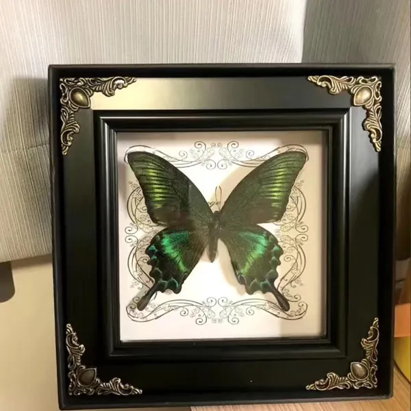 Green Emerald Swallowtail Butterfly, Real Butterfly Specimen, 6.7*6.7*1 Inch Photo Frame Specimen, Collection Enthusiasts, Decoration