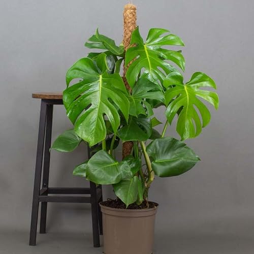 Monstera Plant - Cheese Plant Make Great House Plants, Indoor Plants Supplied in 13cm Pot, Tall Plant Measuring 40cm
