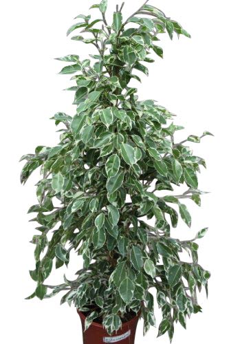 Indoor Plant -House or Office Plant -Ficus benjamina Variegata - Variegated Weeping Fig 50cms Tall