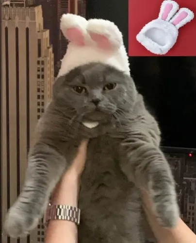 Bunny Hat for cats