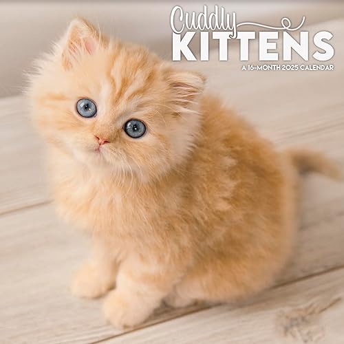 2025 Cuddly Kittens Mini Wall Calendar