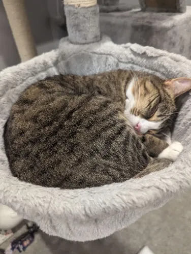 1 day of food for Muppet