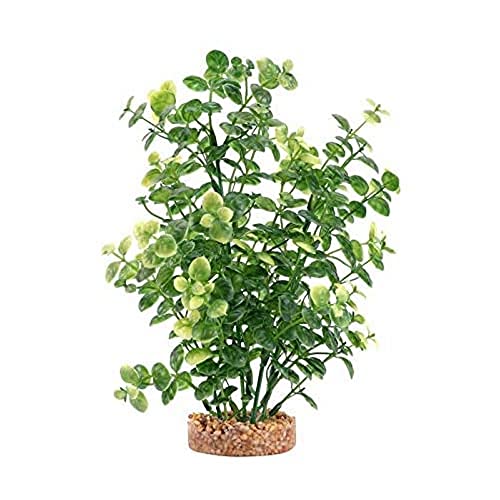 Green Bacopa Plant