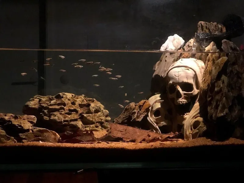 Aquarium Skull Cave, Three skulls for fish tank, Halloween Decoration, Aquarium Tested