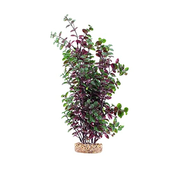 Red Bacopa Plant