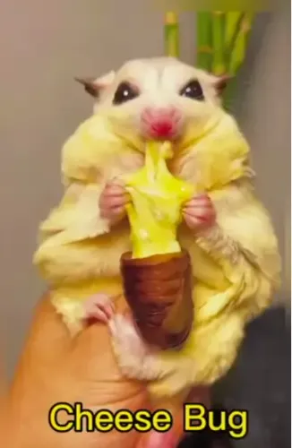 Cheesebug & Tank Bug