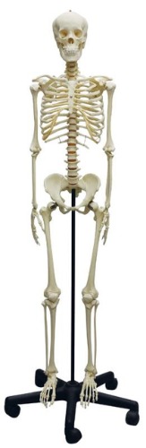 Adolescent Skeleton